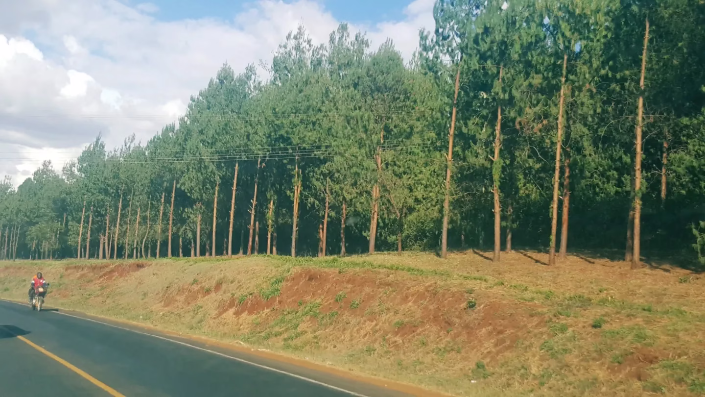 Kenya's Environment Gets a Lifeline: Court Cracks Down on Eucalyptus Trees