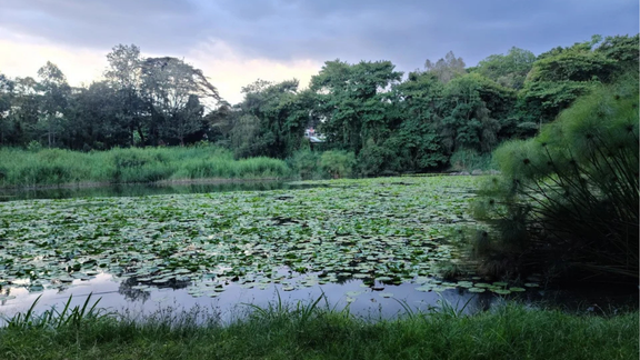 Environment and Land Court Blocks Ngong Road Forest Golf Range, Quashes NEMA and KFS Approvals